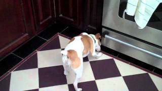 Dolly the Jack Russell Terrier vs Babble Ball