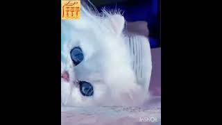 #Shorts funny animals, they will steal your heart, смешные животные, они украдут Ваше сердце 💓