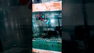 beautiful betta fish  cupang hias