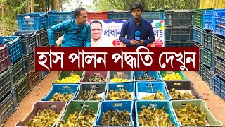 হাস পালন পদ্ধতি জেনে হাঁস খামার করুন । হাঁস পালন করতে যে নিয়ম জানা দরকার । প্রধান হাসের হ্যাচারী