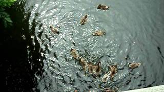 Magic Kingdom - Feeding the ducks