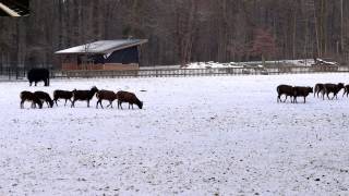 Irgendwelche Tiere