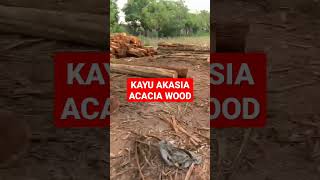 KAYU AKASIA,ACACIA WOOD