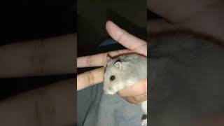 nata hamster #hamster