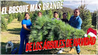 FUIMOS AL BOSQUE A CORTAR POR PRIMERA VEZ MI ÁRBOL DE NAVIDAD | Eduardo LeCo