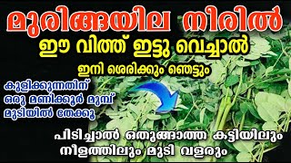 മുരിങ്ങ നീരിൽ ഇങ്ങനെ ചെയ്താൽ /മുടി കരിപോലെ /poppy vlogs/malayalam