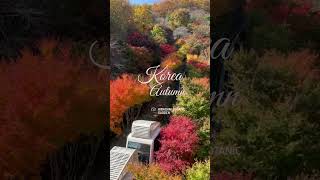 Autumn Beauty at Hwadam Botanic Garden, Korea 🍂