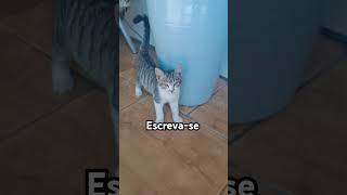 #viralvideo #cat #adote #gatos #adoteumgato #pets #adotaretudodebom #adoteumgatinho #edits#saopaulo