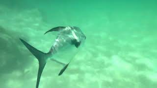 Snorkeling in Mexico