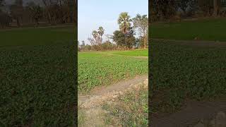 stand for farmer । comment में जय जवान । जय किसान जरूर लिखें।#shorts #youtubeshorts