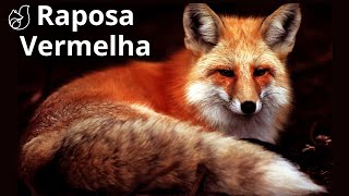 A Astúcia e Inteligência da Incrível Raposa Vermelha (Vulpes Vulpes)!