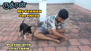 Ruthran - My German shepherd Puppy  playing | @aquapetsfarmtamil4785