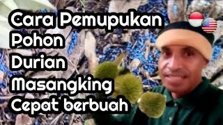 CARA LAKUKAN PEMUPUKAN POHON DURIAN MUSANGKING UMUR 3 TAHUN AGAR CEPAT BERBUAH.