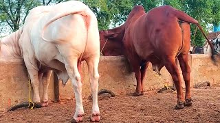 عزیز کیٹل فارم اینڈ پلائی سینٹر حاصل پور Aziz Cattle Farm and Palai Center Hashilpur