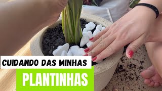 CUIDANDO DAS MINHAS PLANTAS EM APARTAMENTO, COMO REPLANTO, NOVAS PLANTAS | VANNA VLOGS