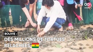 Un million de tortues relâchées dans une rivière entre la Bolivie et le Brésil