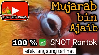 Cara Mengobati SNOT burung Lovebirds - mengatasi snot lovebird langsung rontok 100% ampuh bos