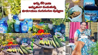 comfort bottles ని కూడా వదల్లేదు మొక్కలు పెంచడానికి కాదేదీ అనర్హం వేసిన విత్తనాలన్ని మొలకెత్తై 100%👌