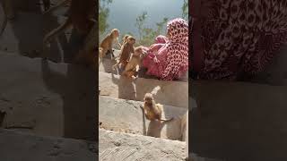 hunman Ji ke Seva kro#monkeyvideo #monkey Love