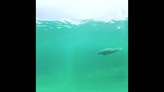 Amazing beauty of manatee