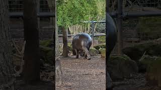 Hippo's wonderful world 🦛