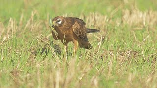 Wiesenweihe (Circus pygargus) verspeist Heuschrecke, Montagu's harrier