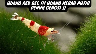 UDANG RED BEE / RED BEE SHRIMP ( UDANG MERAH PUTIH YANG PENUH GENGSI