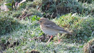 Tree Pipit on Rathlin Island