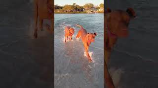 Florida vizsla beach sunset beach run #vizsla #dogshorts #florida #siestakeybeach