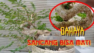 penanganan kutu putih atau kutu kebul pada bonsai sancang