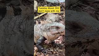 WEEK VIBES: Iguana Style 🤣#shortvideo #shortsfeed #animals #weekend #fypyoutube #shorts #iguana