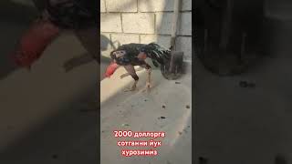 1 ойда 4 та йутук 2000 доллорга сотилгани йук ЗУХРИДДИН АКА ПОРВОЗНИ ЗУРОЗЛАРИ