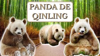 Conheça os Raros e Fascinantes Pandas de Qinling (Pandas Marrons): Curiosidades, Habilidades e Vida