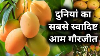 जानें दुनियां के सबसे स्वादिष्ट, सुगंधित आम गौरजीत की बागवानी कैसे करें Gaurjeet Mango 🥭 Farming