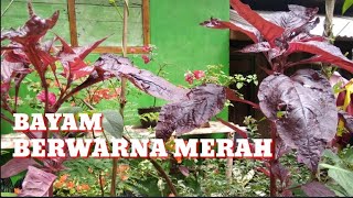 ini adalah bayam berwarna merah. #bayam #sayuran