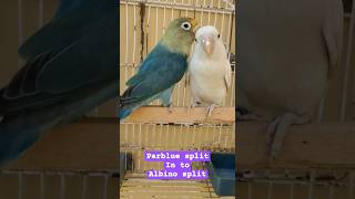 parblue split in to Albino Split #lovebirds #petsvlog #youtubeshorts #ytshorts #birdslover #parblue