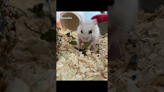 Мой любимчик- это Гоги💓🐹 #хомяк