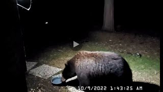 Bear Visit to the Backyard Last Night