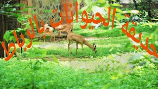 Zoo Rabat  جولة في الحديقة الوطنية للحيوانات الرباط  1