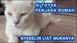 SI TOTOK NYEBELIN LIAT MUKANYA