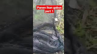 panen ikan gabus part 1 @djviralindonesia60