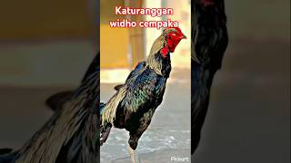 Katuranggan widho cempaka #ayam #katurangganayam #ayambangkokklasik #ayambangkok