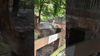 Alpaca di lihat dari dekat tampak cute #shorts #shortvideo #cute #anand mals d