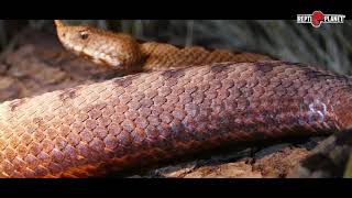 Vipera ammodytes transcaucasiana -   Snake mating