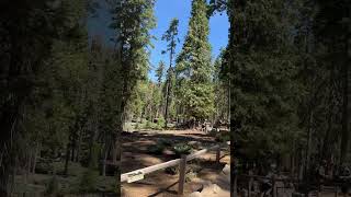 Mariposa grove giants #california #travel #globalexplorer #nationalparks