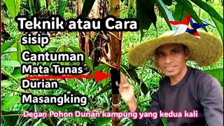 Cara sisip Cantuman mata tunas durian Musangking yang kedua kali dengan Pohon Durian kampung