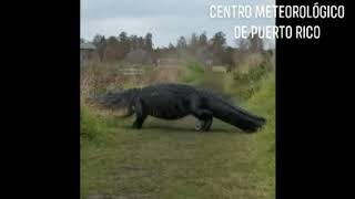 🇺🇲🐊MONSTRUO GIGANTE HACE APARICIÓN EN LA FLORIDA 🇺🇲🐊