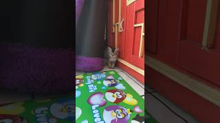 KUCIL PART 22 #cat #anakkucinglucuimutgemesin #anakkucingmeongmeong #kitten #catlover