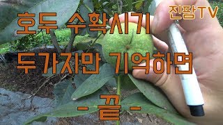 농사왕진이가 알려주는 호두 수확 시기 - 두 가지만 기억하면 호두 수확시기 끝