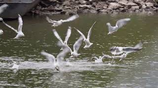 Lachmöwen _ Geschrei vom 19.10. Talsperre Döllnitzsee, Zeitlupe bei 0:17 #Vogelbeobachtung Wermsdorf